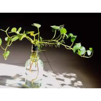 Watering Money Plant